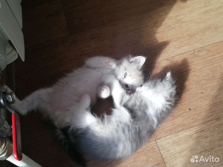 Котята в добрые руки, в лоток ходят