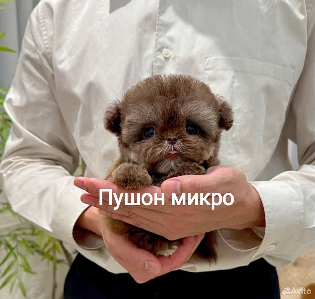 Мальтипу, щенок, Сургут