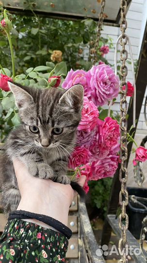 Котенок (девочка) в добрые ответственные руки