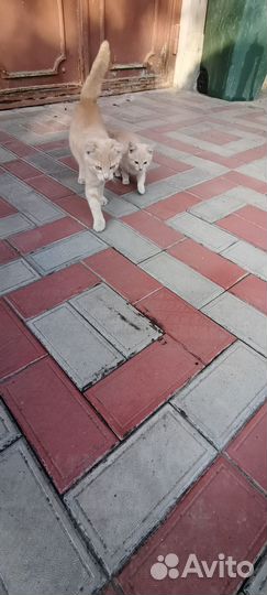 Котята в добрые руки отдам бесплатно