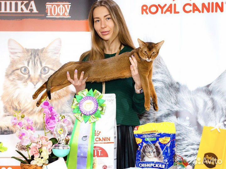 Вязка с Абиссинским котом Чемпионом