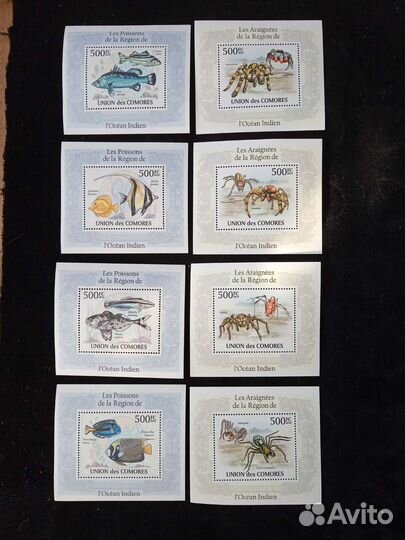 Коморы морская фауна чистые