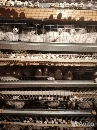 Перепел.Яйцо