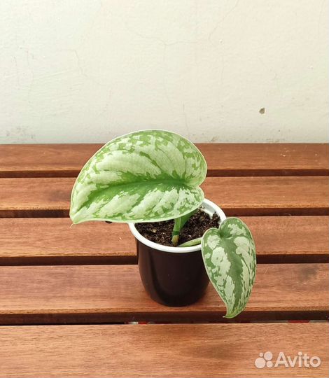 Сциндапсус пиктус