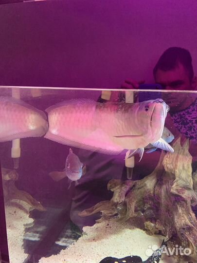 Аквариумные рыбки и растения