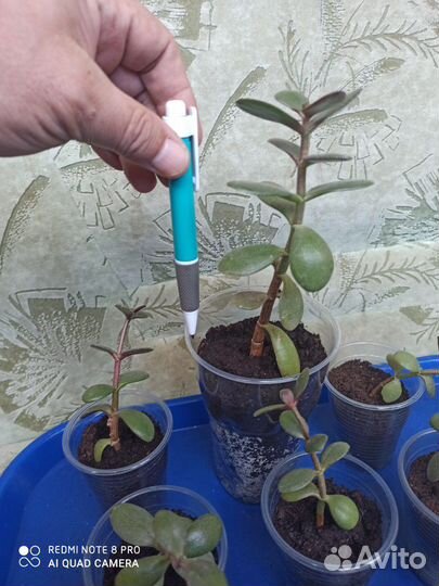 Денежное дерево