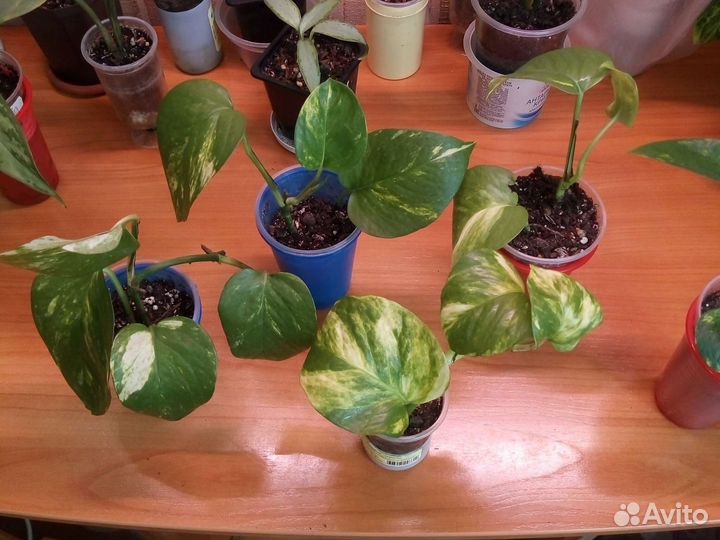 Сциндапсус жёлтый