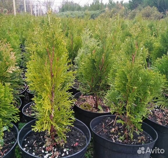 Декоративные, хвойные растения