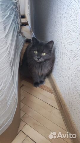 Кошка Нибелунг в дар