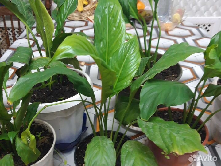 Спатифиллум