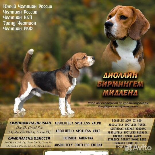 Бигль вязка