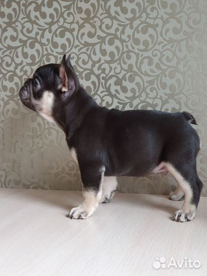 Французский бульдог щенки шоколад