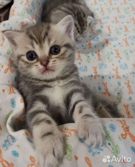 Шотландские котята