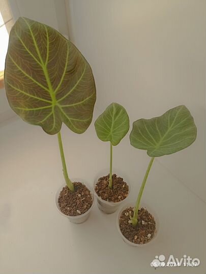 Алоказия регал шилдс