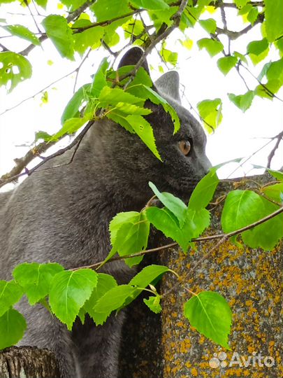 Котенок британский