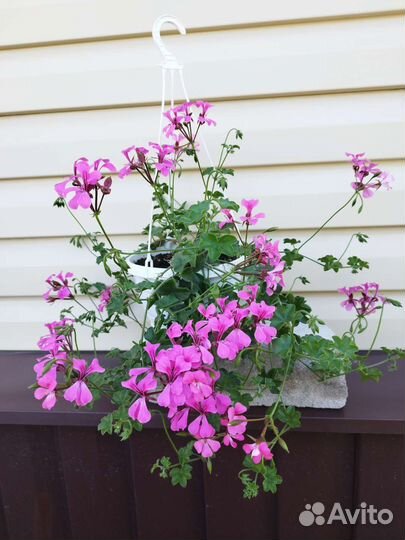 Плющелистная пеларгония