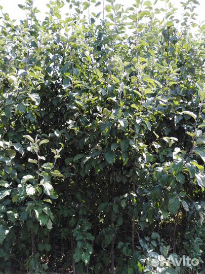 Крупномеры