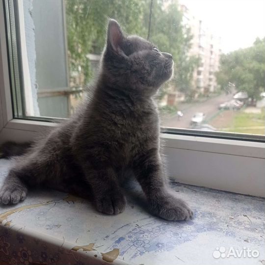 Британская кошка в дар