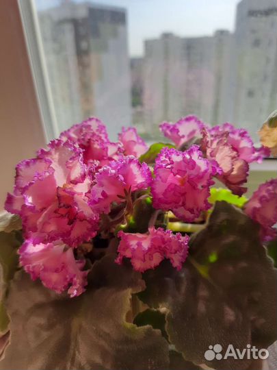 Листики сортовой фиалки с деткой