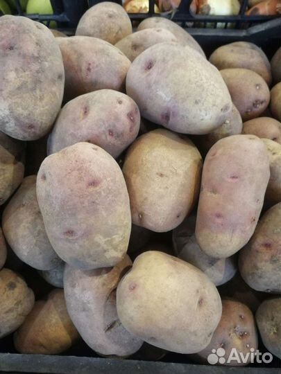 Картофель домашний