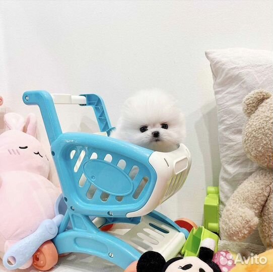 Шпиц микро отличная родословная