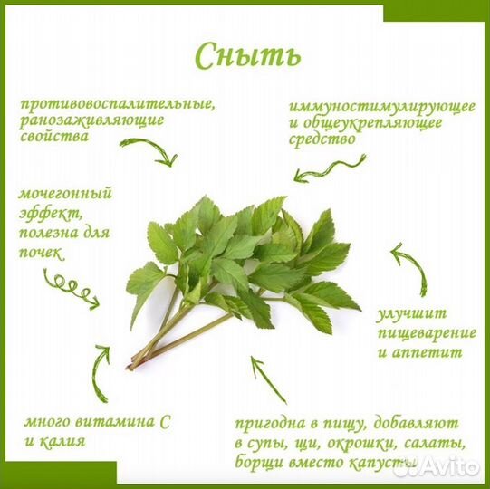 Сныть растение, трава сушёная, 50 гр