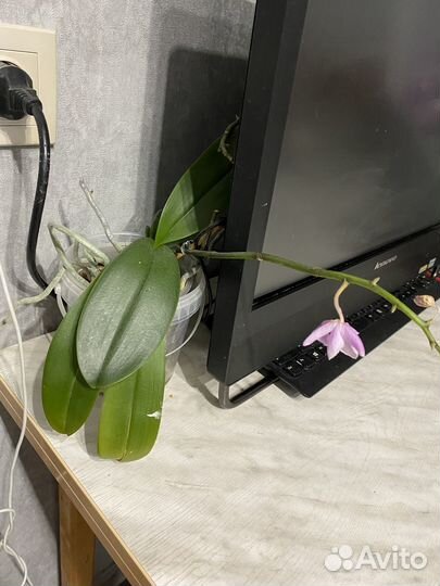 Орхидея фаленопсис