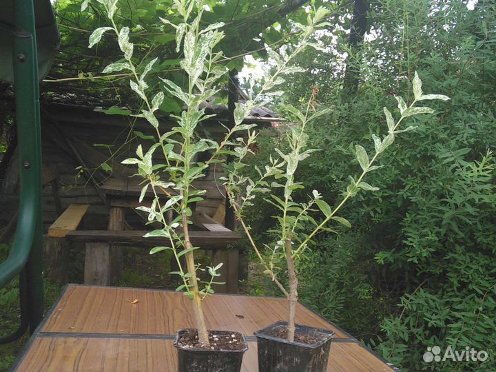 Ива пестролистная Хакира Нишики