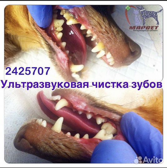 Кастрация котов и кошек с выездом на дом