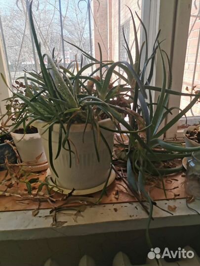 Алоэ лечебный