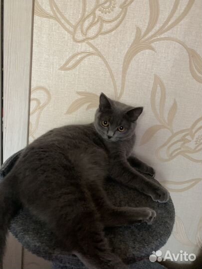 Британская