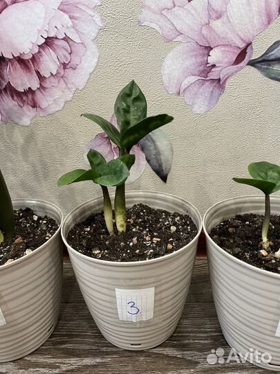 Замиокулькас сорт Зензи