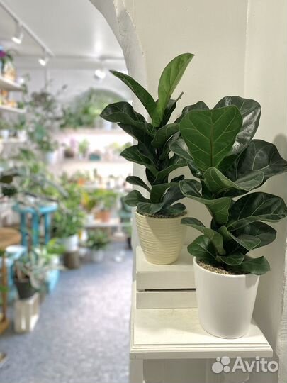 Комнатные растения Фикус лирата Бамбино