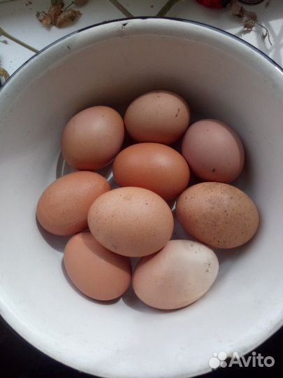 Яйца куриные домашние