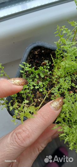 Комнатные растения