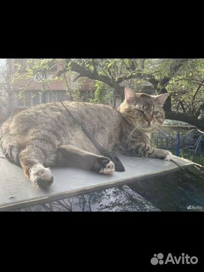 Котик в добрые руки