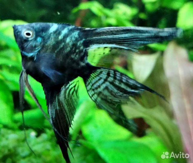 Скалярии Зелёный ангел