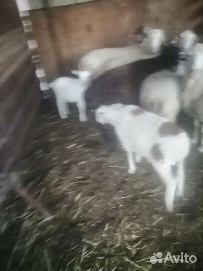 Овцы матки ягнята бараны