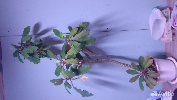 Комнатные цветы