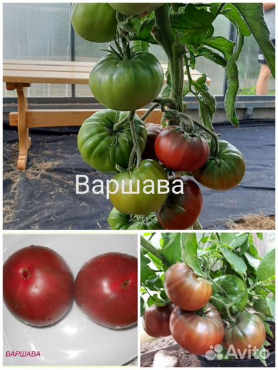 Семена томатов