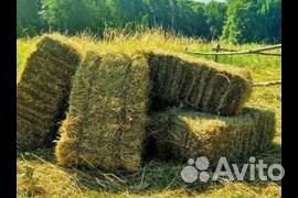 Сено люцерны в тюках