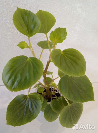 Бегонии,Сингониум,Традесканция Alb,Декабрист бел