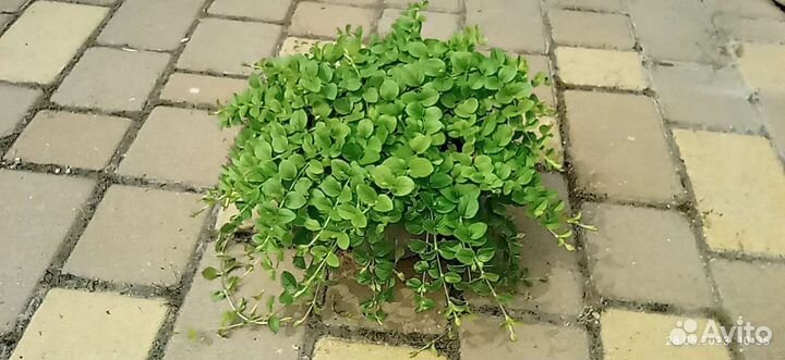 Цветы для сада