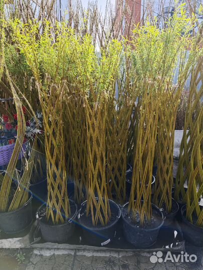 Русская пальма