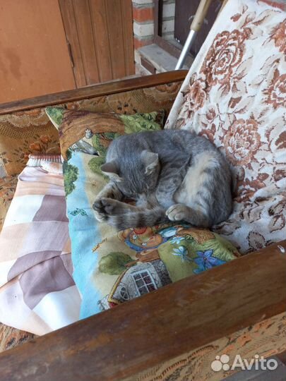 Кошка потеряшка