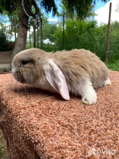 Французский баран