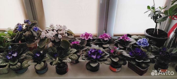 Цветущие фиалки