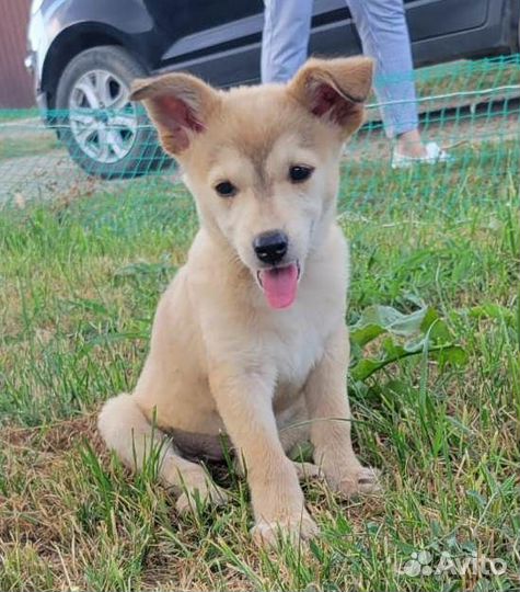 Пушистики ищут дом