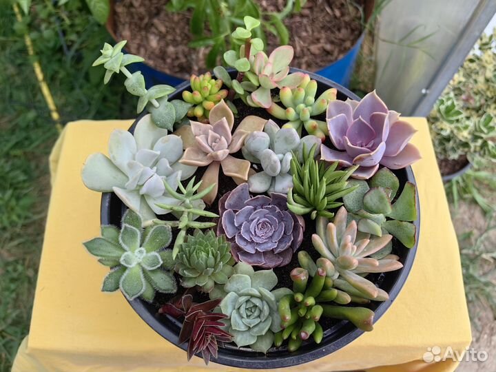 Суккуленты