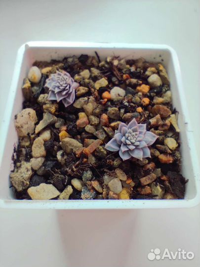 Суккуленты